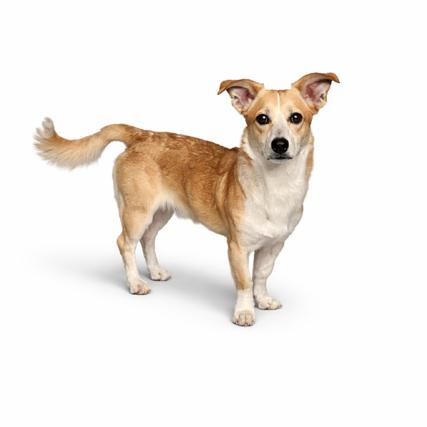 Enlarge Dobby, a Adoptable mixed breed in Glendale, AZ image 2/5