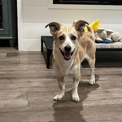 Enlarge Dobby, a Adoptable mixed breed in Glendale, AZ image 4/5