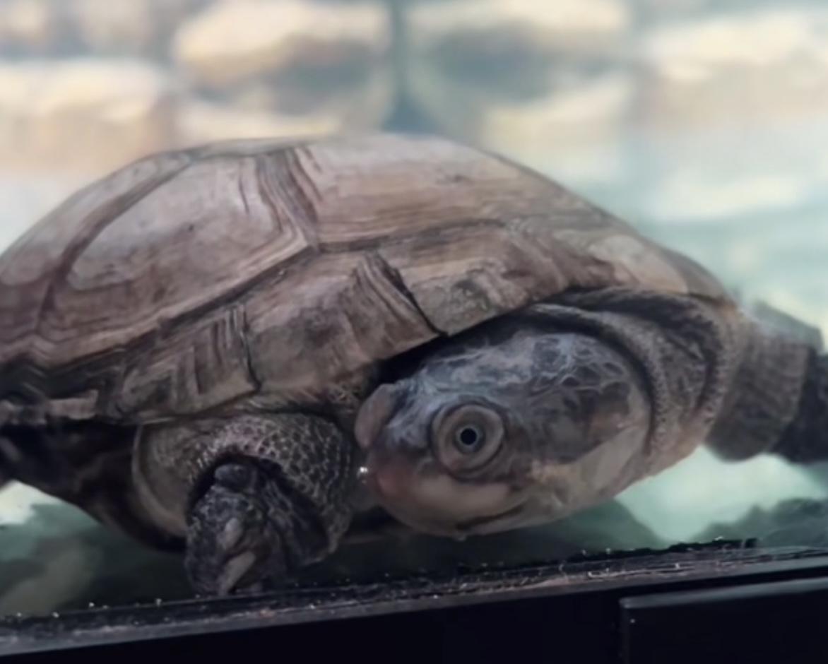 Chad, a Adoptable Mud in Beaverton, OR image 2/2