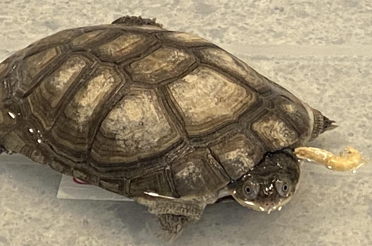 Chad, Adoptable, Adult Male Mud.