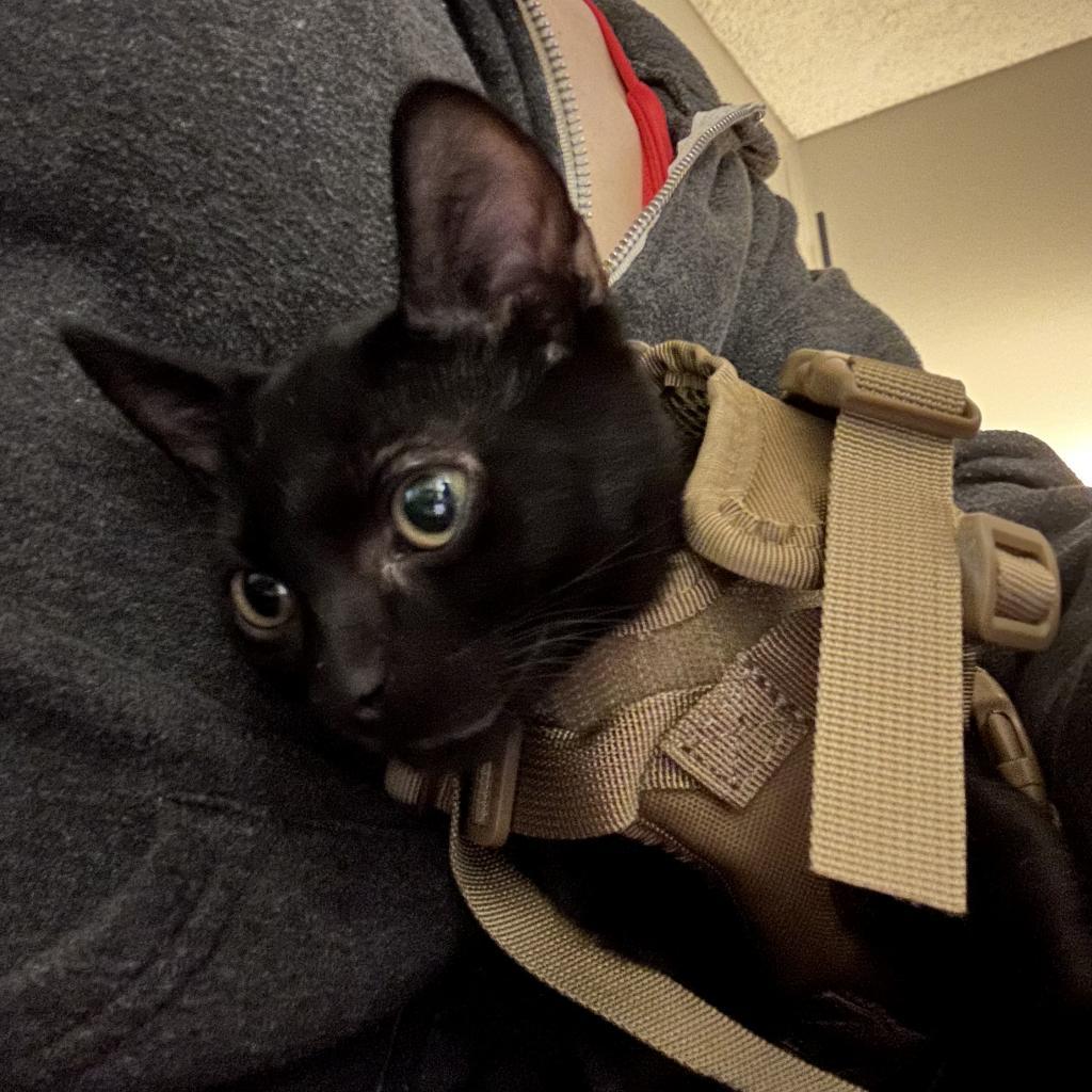 Enlarge Astro Boy, a Adoptable Domestic Short Hair in Long Beach, CA image 1/5