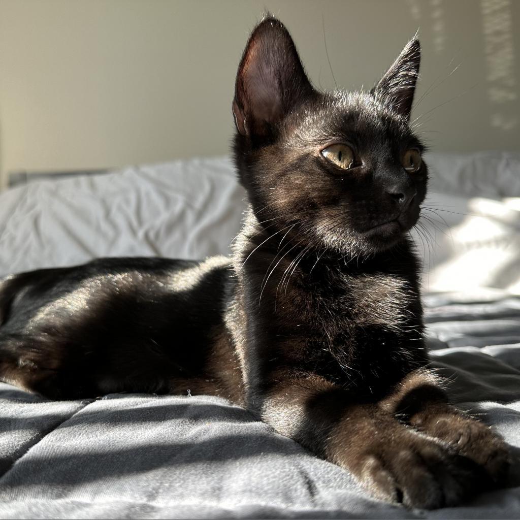 Enlarge Astro Boy, a Adoptable Domestic Short Hair in Long Beach, CA image 3/5