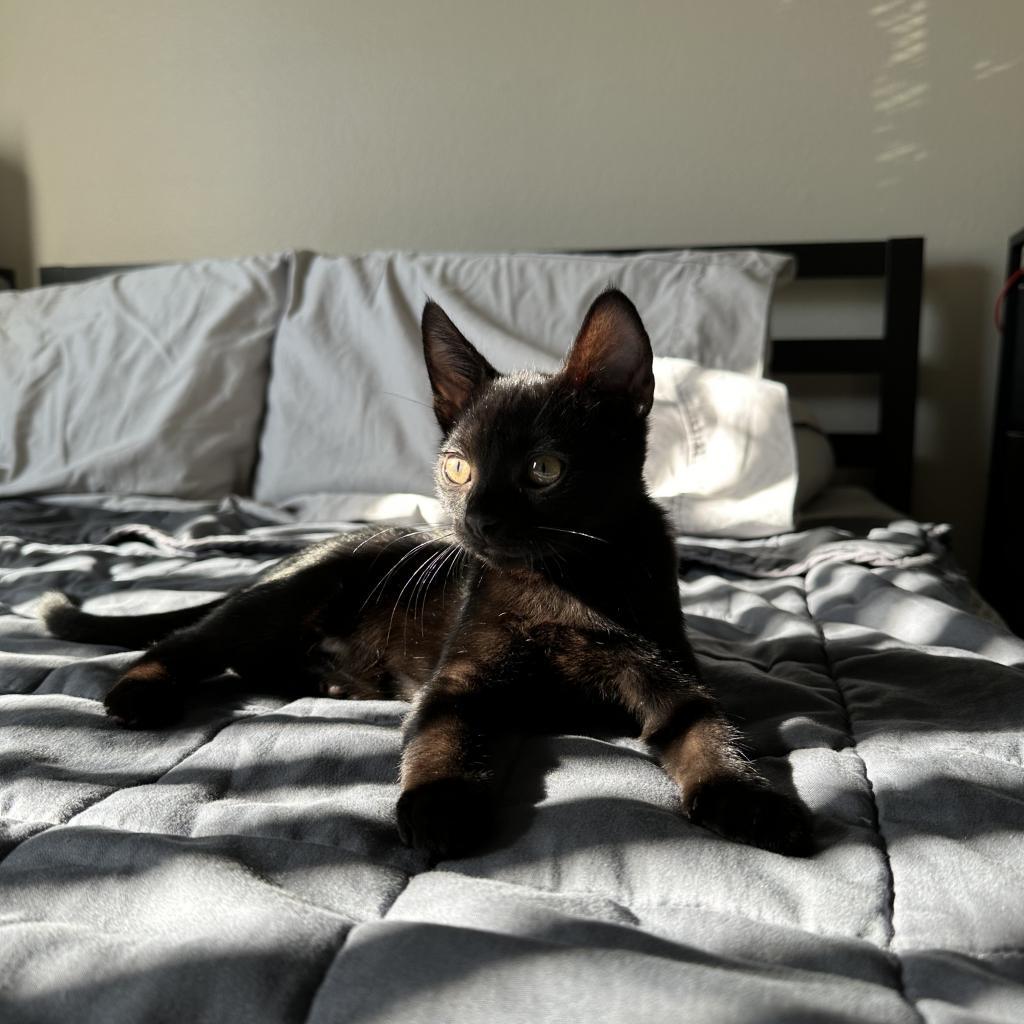 Enlarge Astro Boy, a Adoptable Domestic Short Hair in Long Beach, CA image 5/5