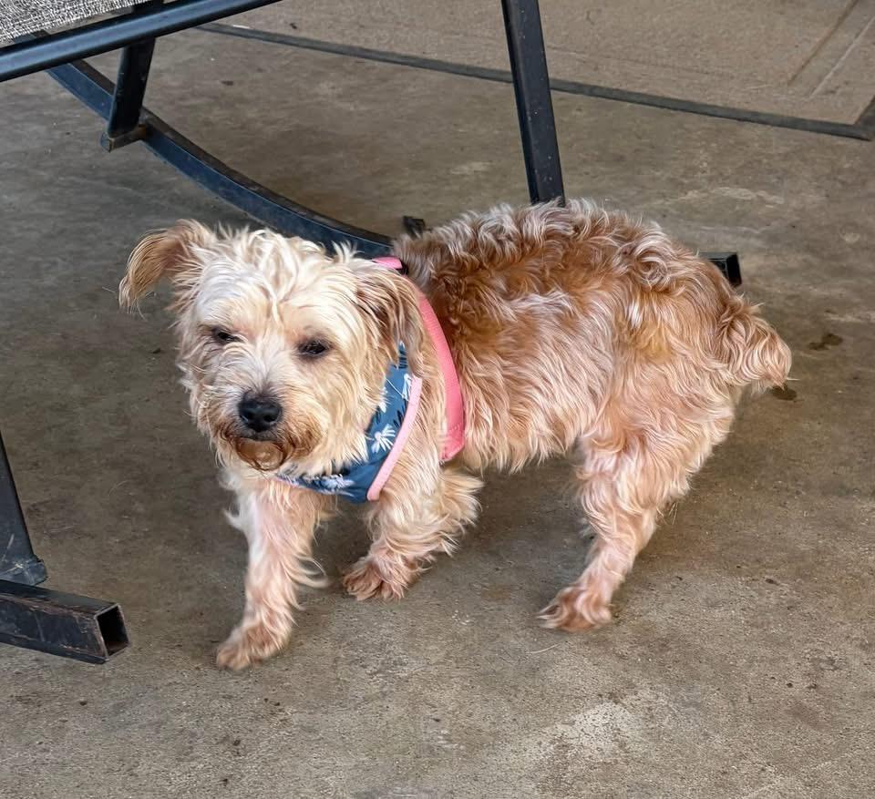 Enlarge Harley, a ADOPTABLE mixed breed in Louisville, KY image 4/4