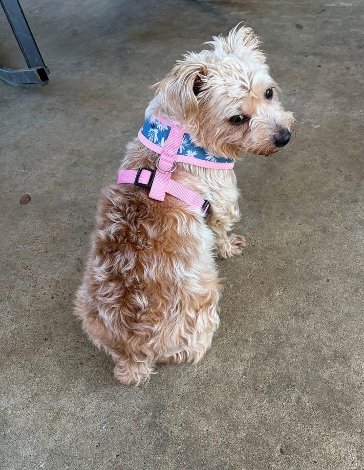 Enlarge Harley, a ADOPTABLE mixed breed in Louisville, KY image 2/4