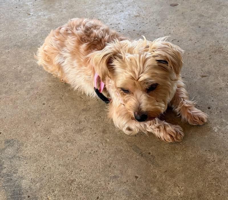 Enlarge Harley, a ADOPTABLE mixed breed in Louisville, KY image 3/4