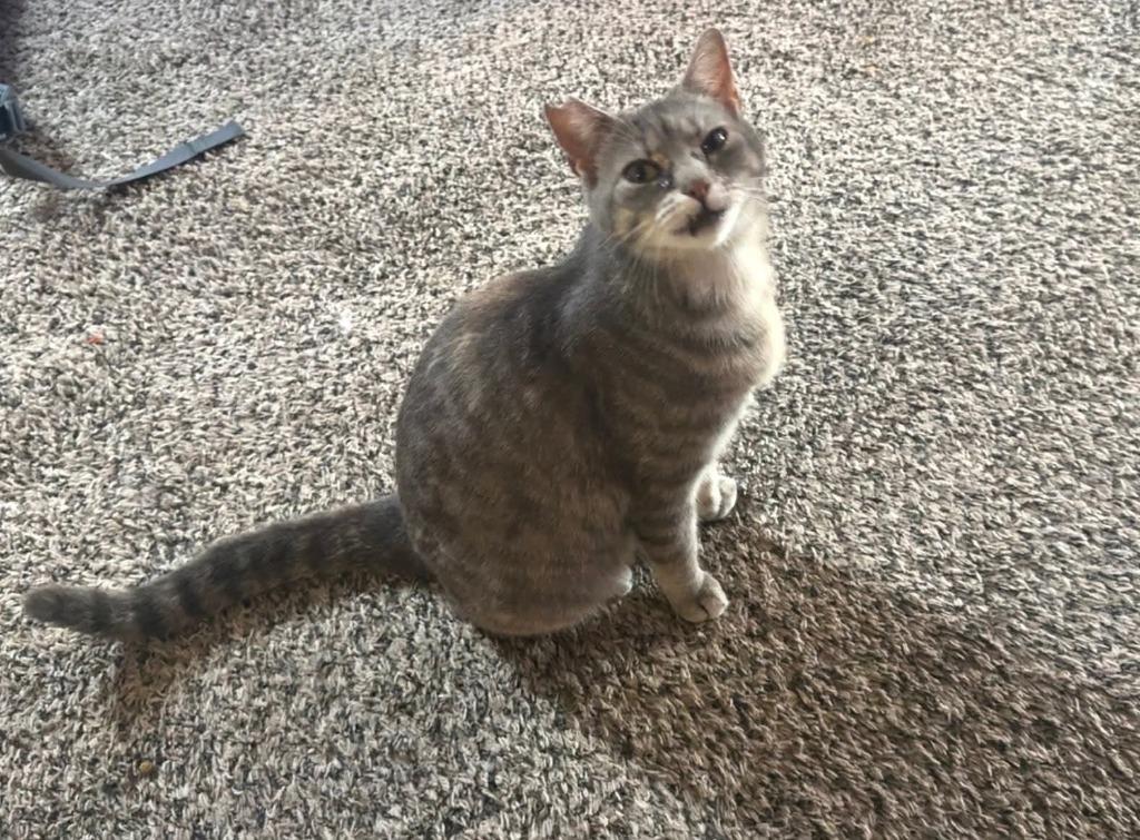 Enlarge Cutie pie, a Adoptable mixed breed in Miami, OK image 2/3