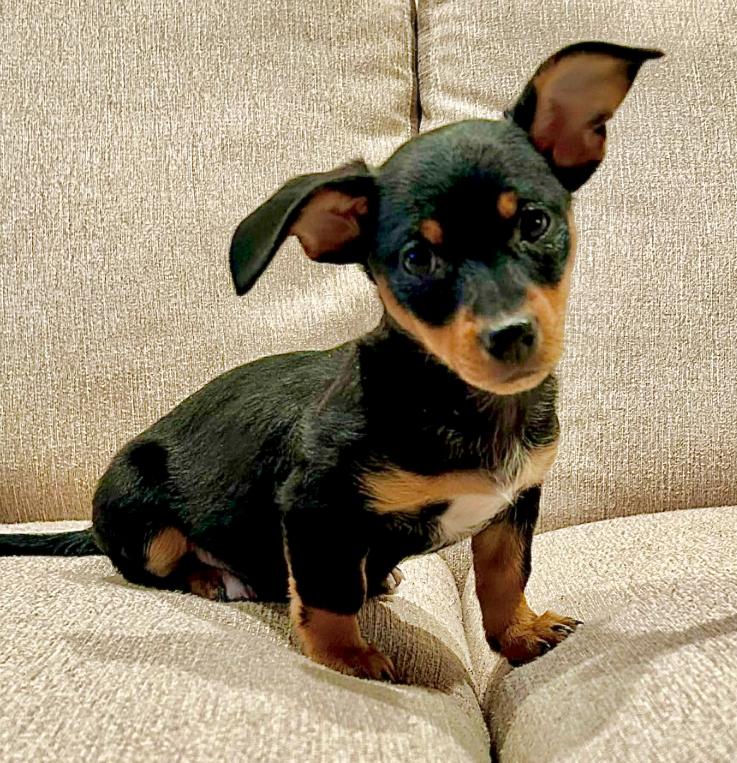 Tessa, ADOPTABLE, Puppy Female Chihuahua & Dachshund.