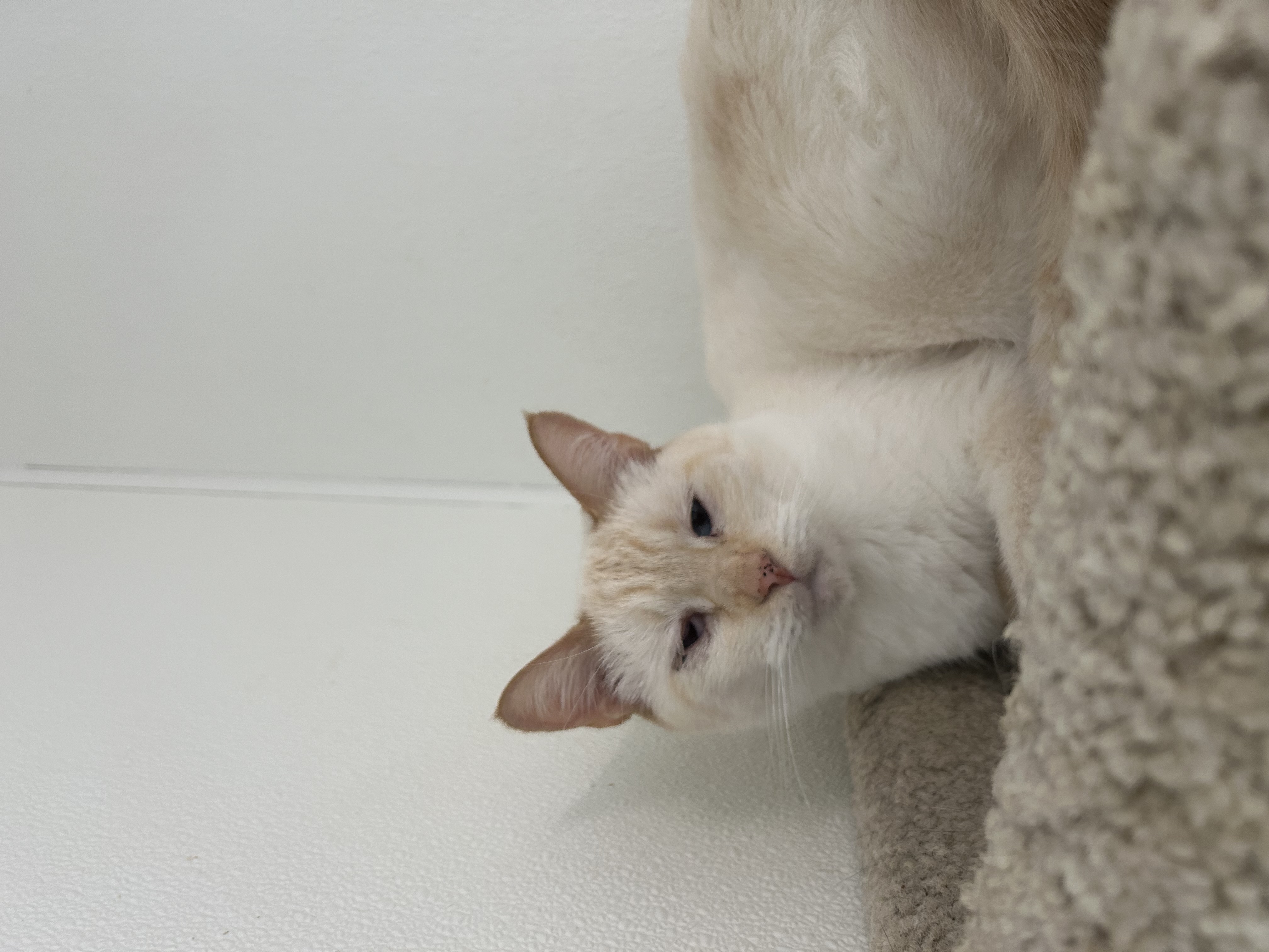 Enlarge Brie, a Adoptable Domestic Short Hair in El Cajon, CA image 1/3