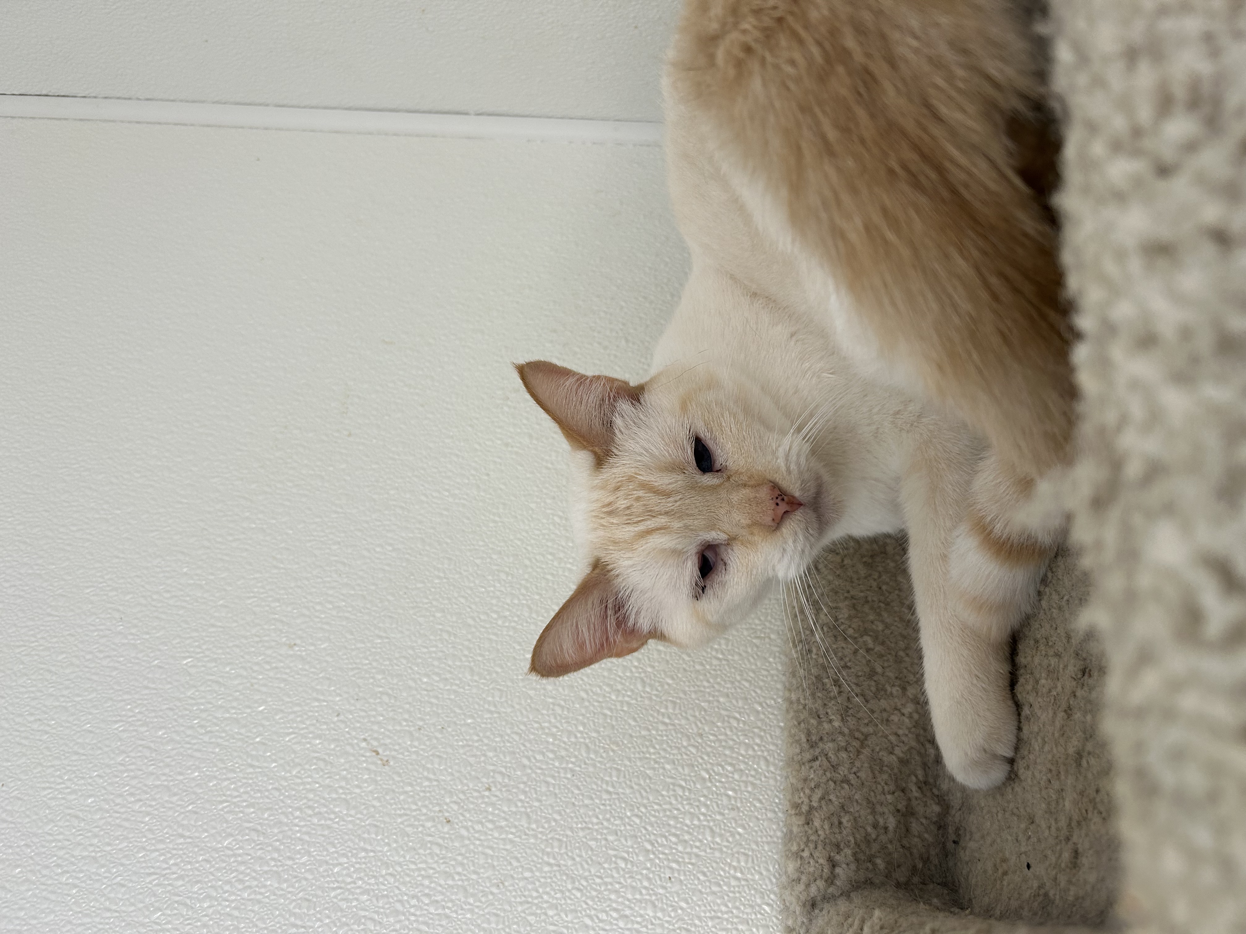 Brie, an adoptable Domestic Short Hair in El Cajon, CA, 92021 | Photo Image 3
