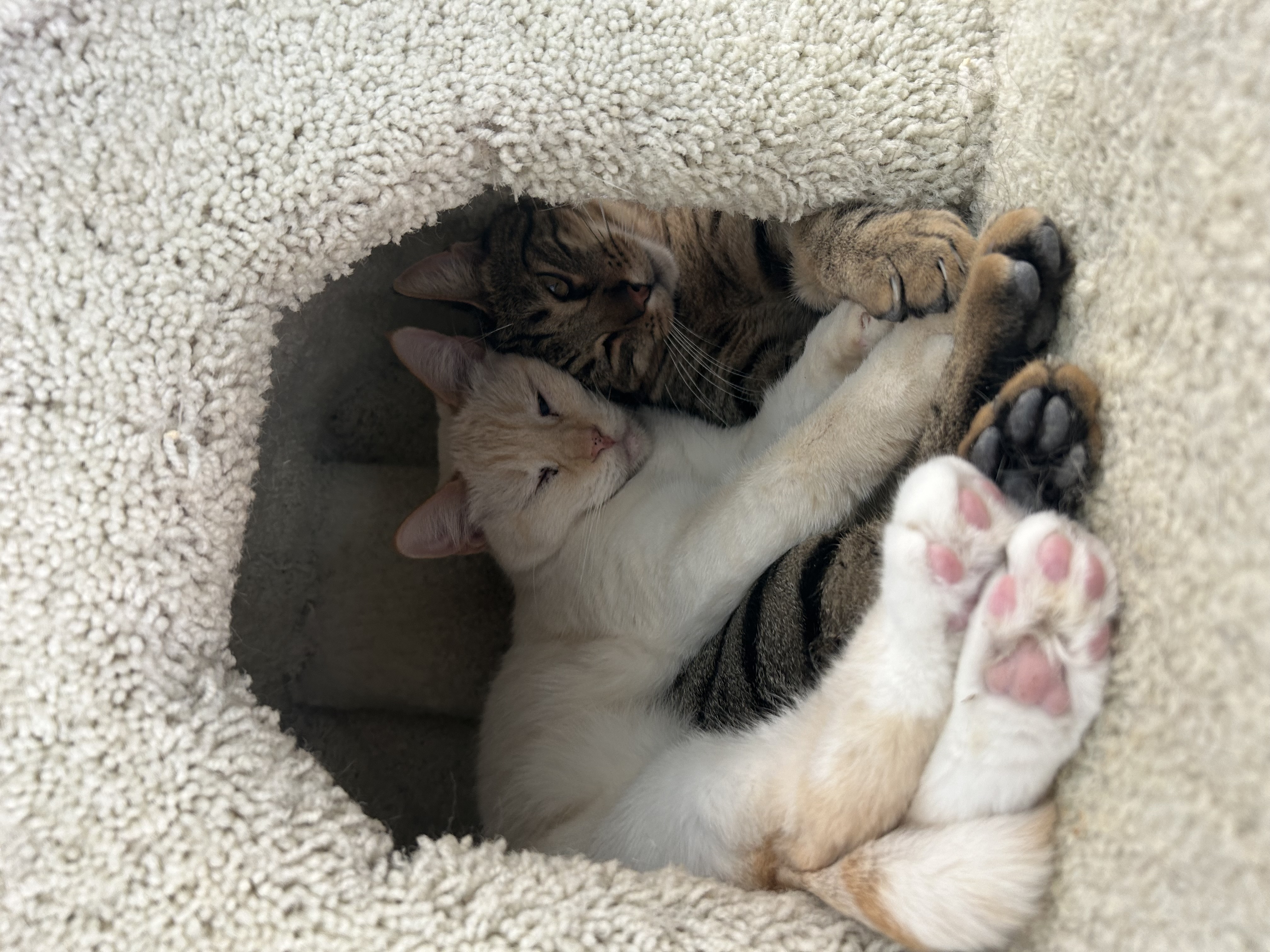 Enlarge Brie, a Adoptable Domestic Short Hair in El Cajon, CA image 2/3