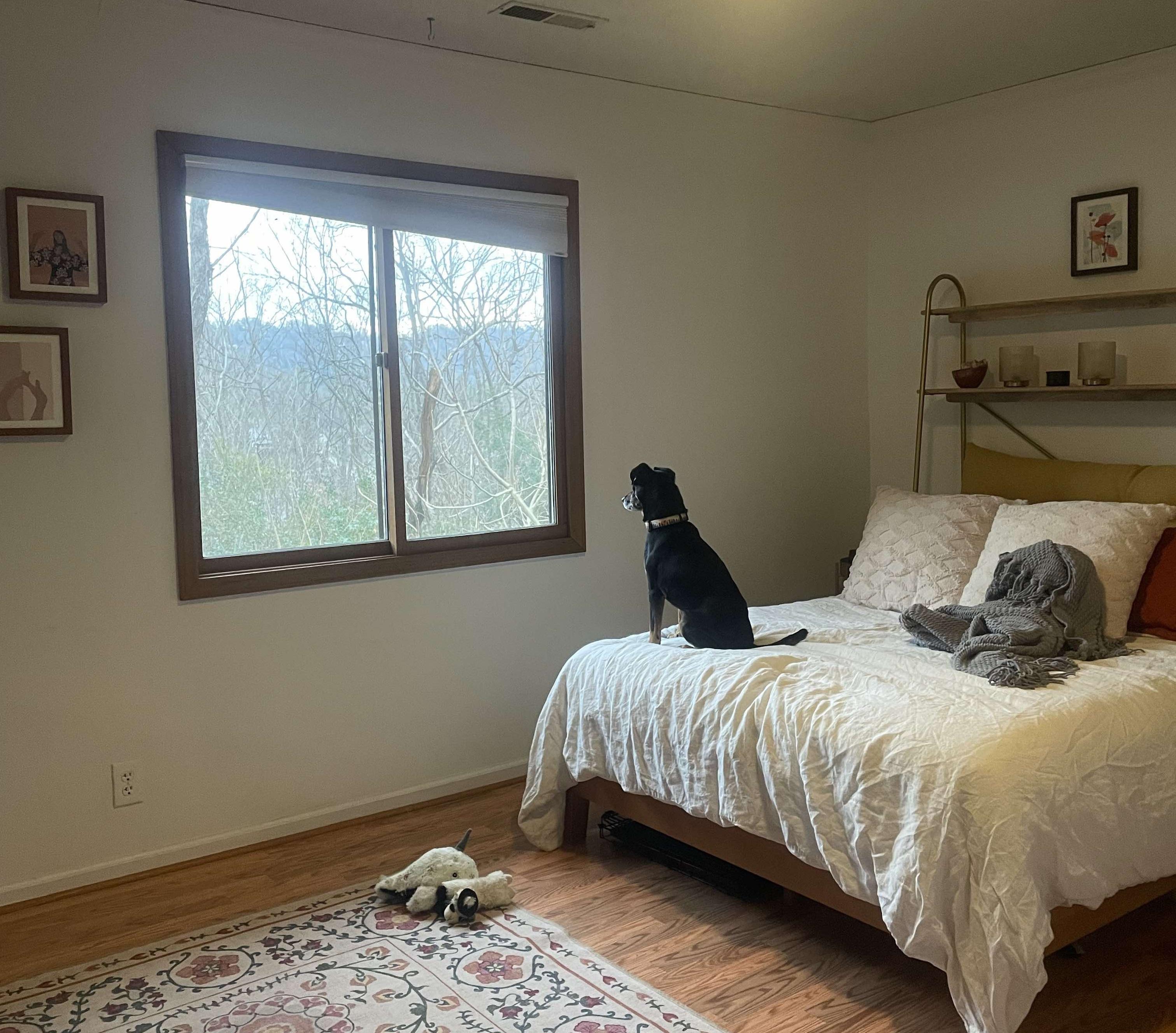 Sammich, an adoptable Mixed Breed in Marshall, NC image 3/6