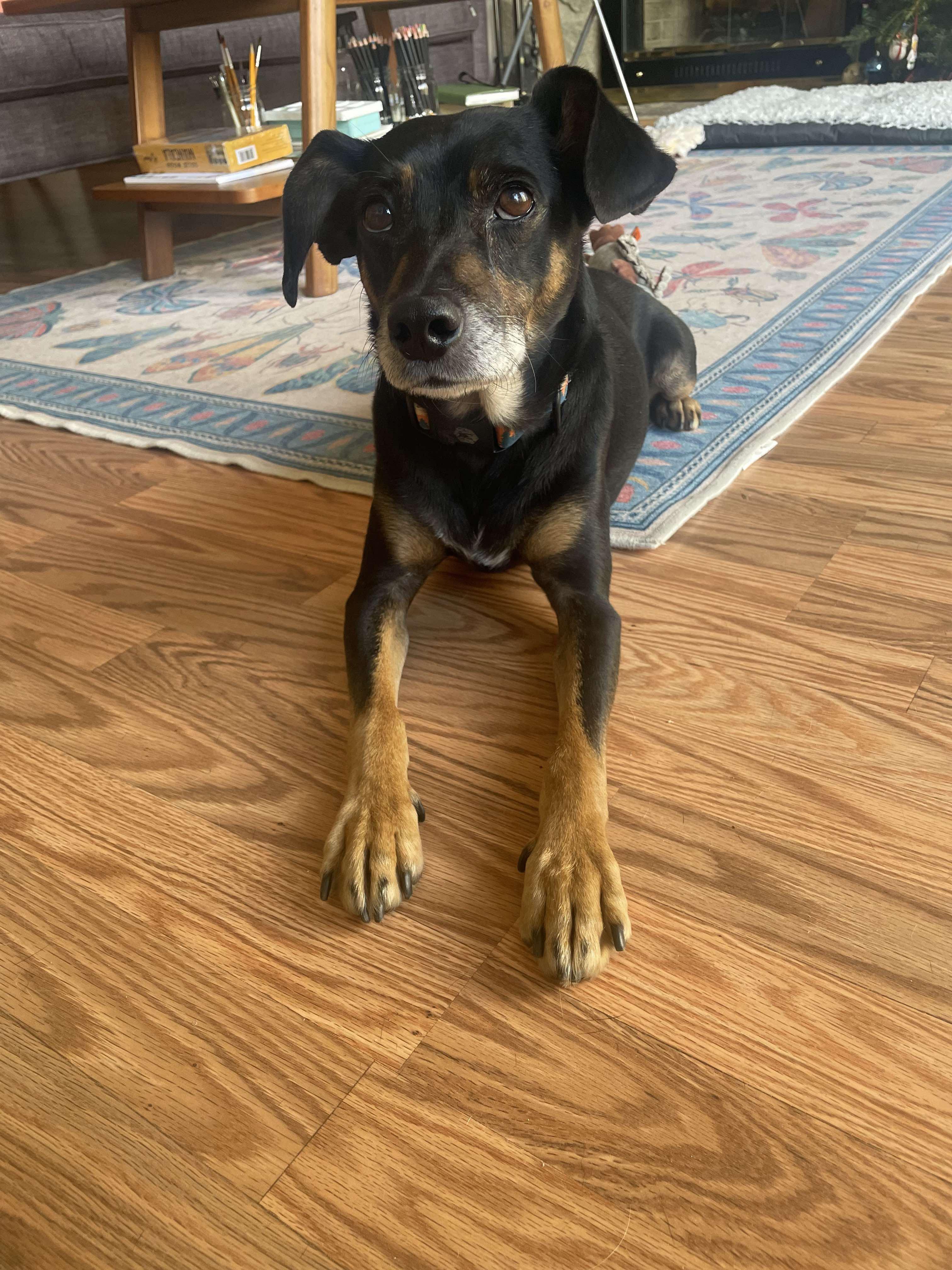 Sammich, an adoptable Mixed Breed in Marshall, NC image 2/6