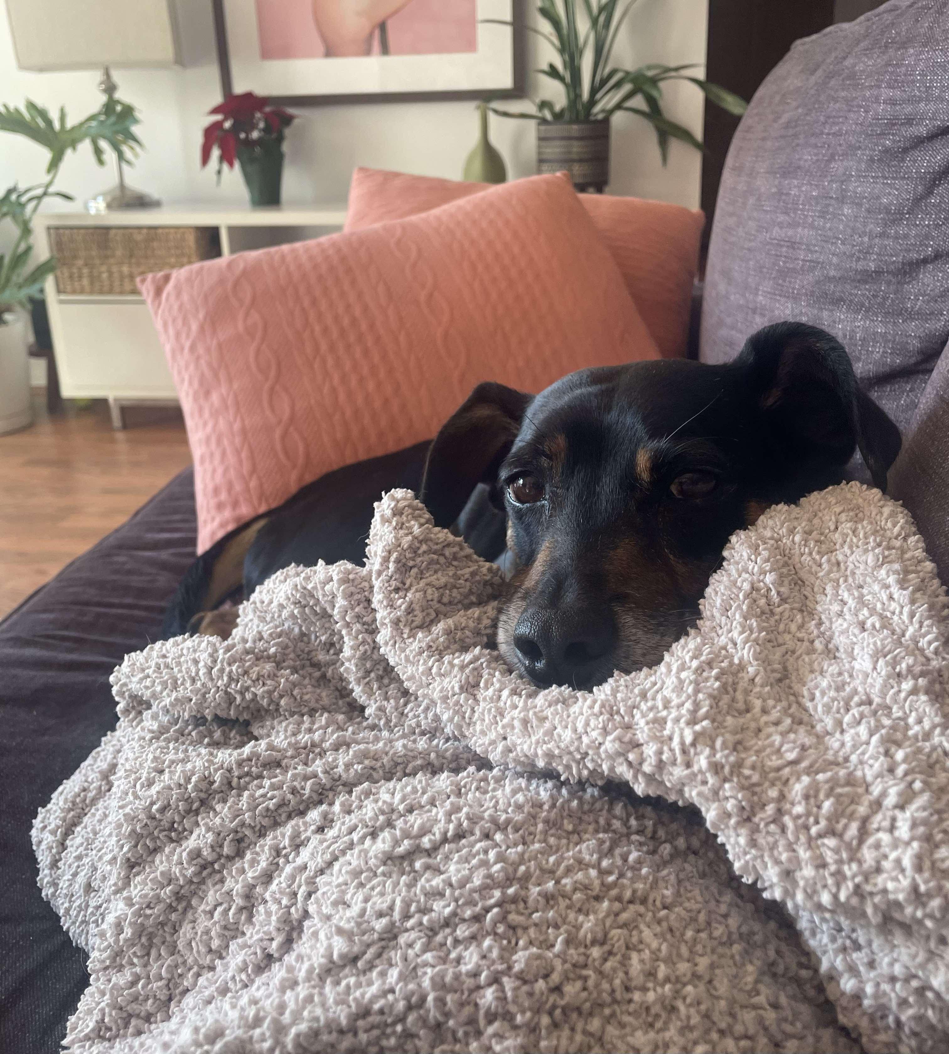 Sammich, Adoptable, Adult Male Mixed Breed.