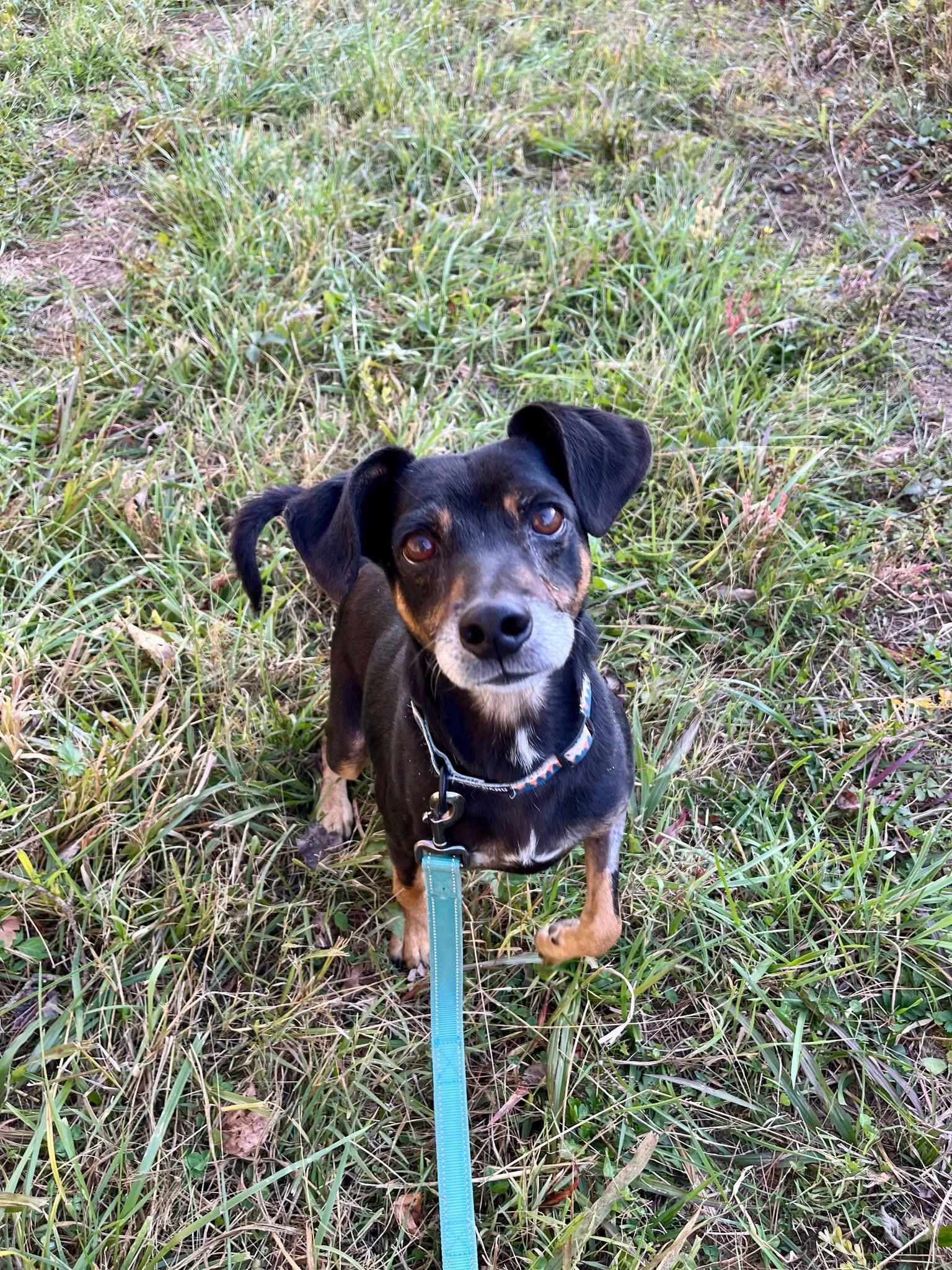 Sammich, a Adoptable Mixed Breed in Marshall, NC image 2/6