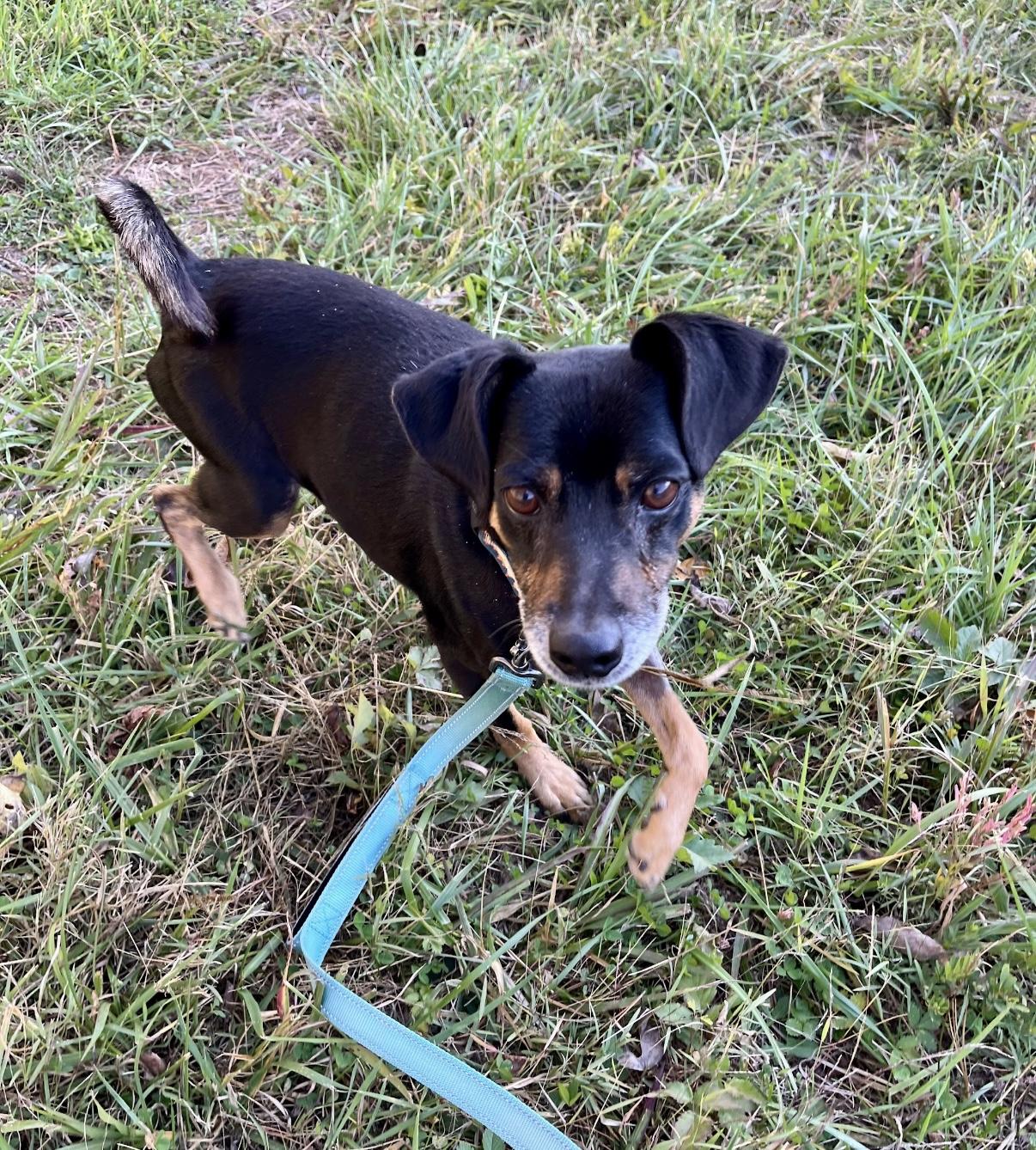 Sammich, a Adoptable Mixed Breed in Marshall, NC image 3/6