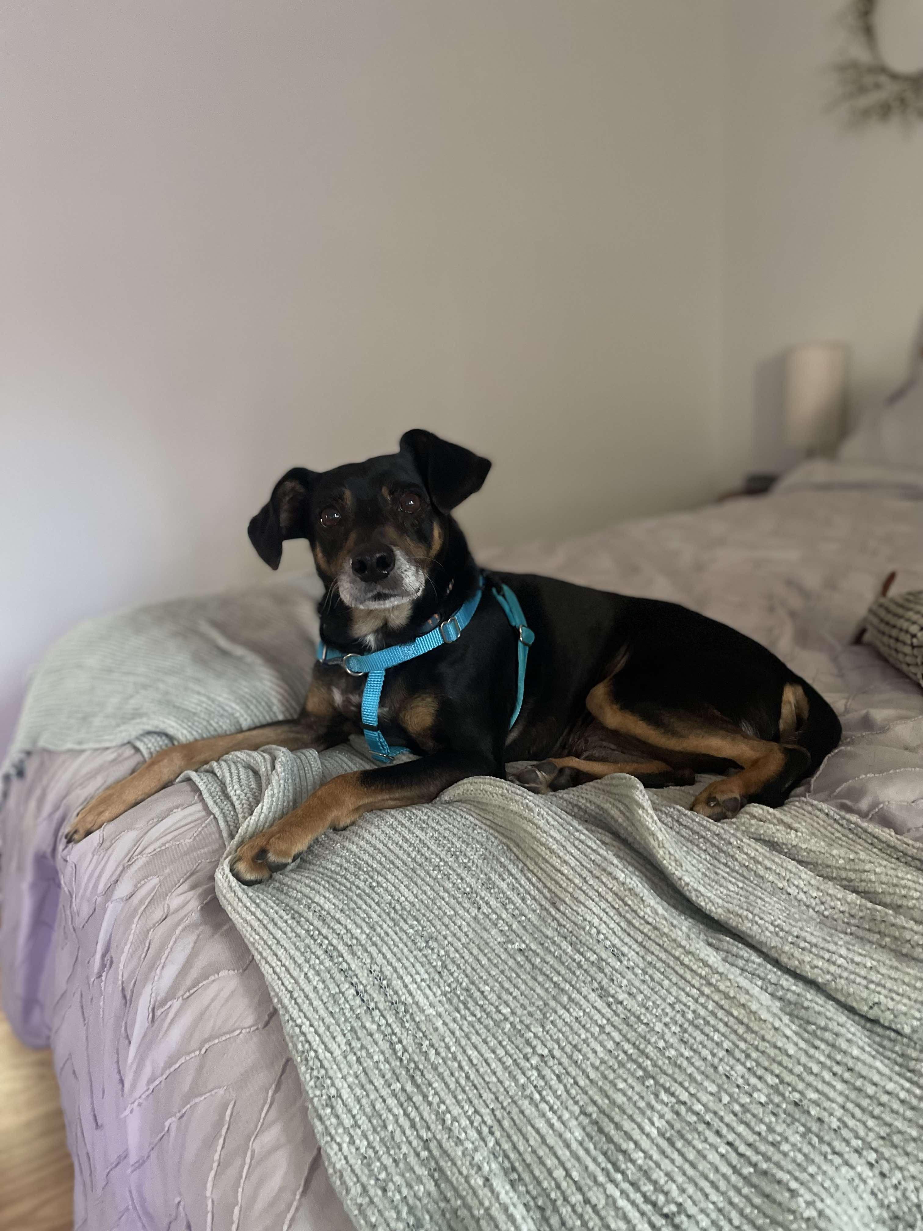 Sammich, an adoptable Mixed Breed in Marshall, NC image 4/6