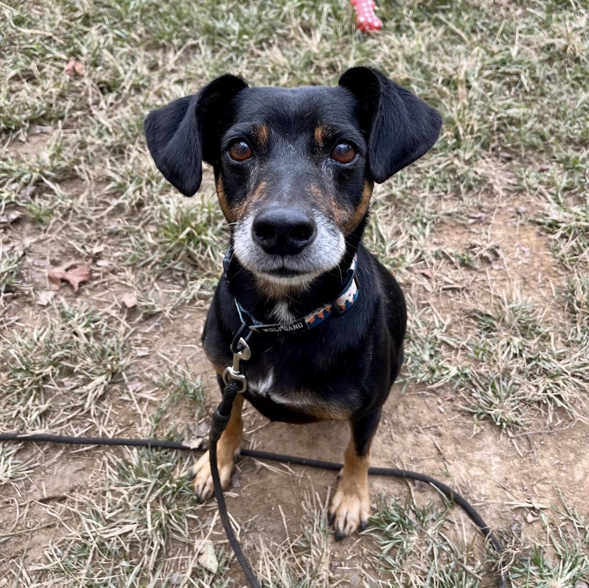 Sammich, a Adoptable Mixed Breed in Marshall, NC image 1/6