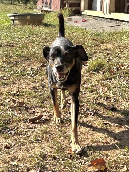 Sammich, a Adoptable Mixed Breed in Marshall, NC image 5/6