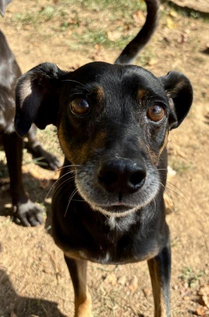 Sammich, a Adoptable Mixed Breed in Marshall, NC image 6/6