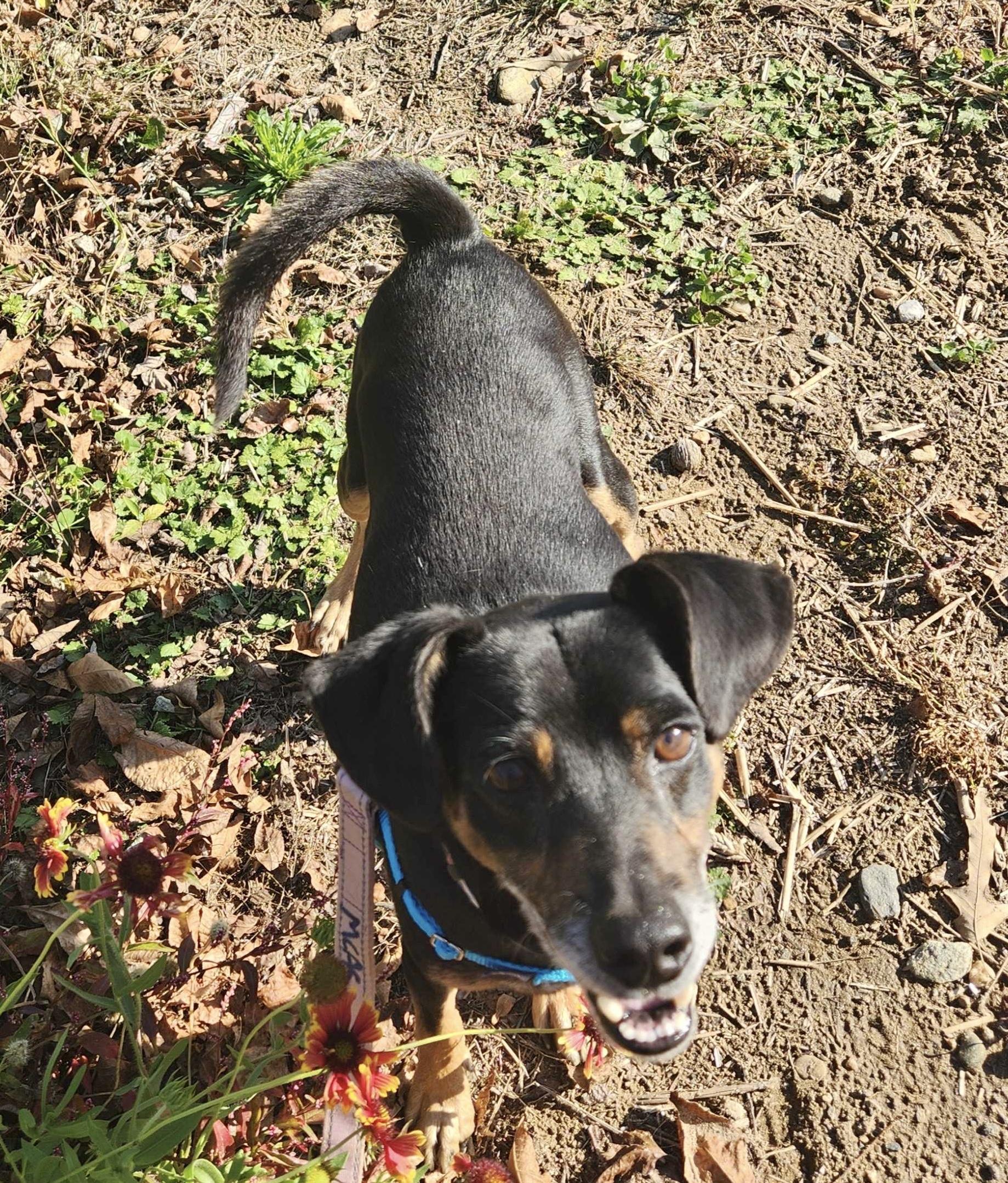 Sammich, adoptable, Adult Male Mixed Breed.