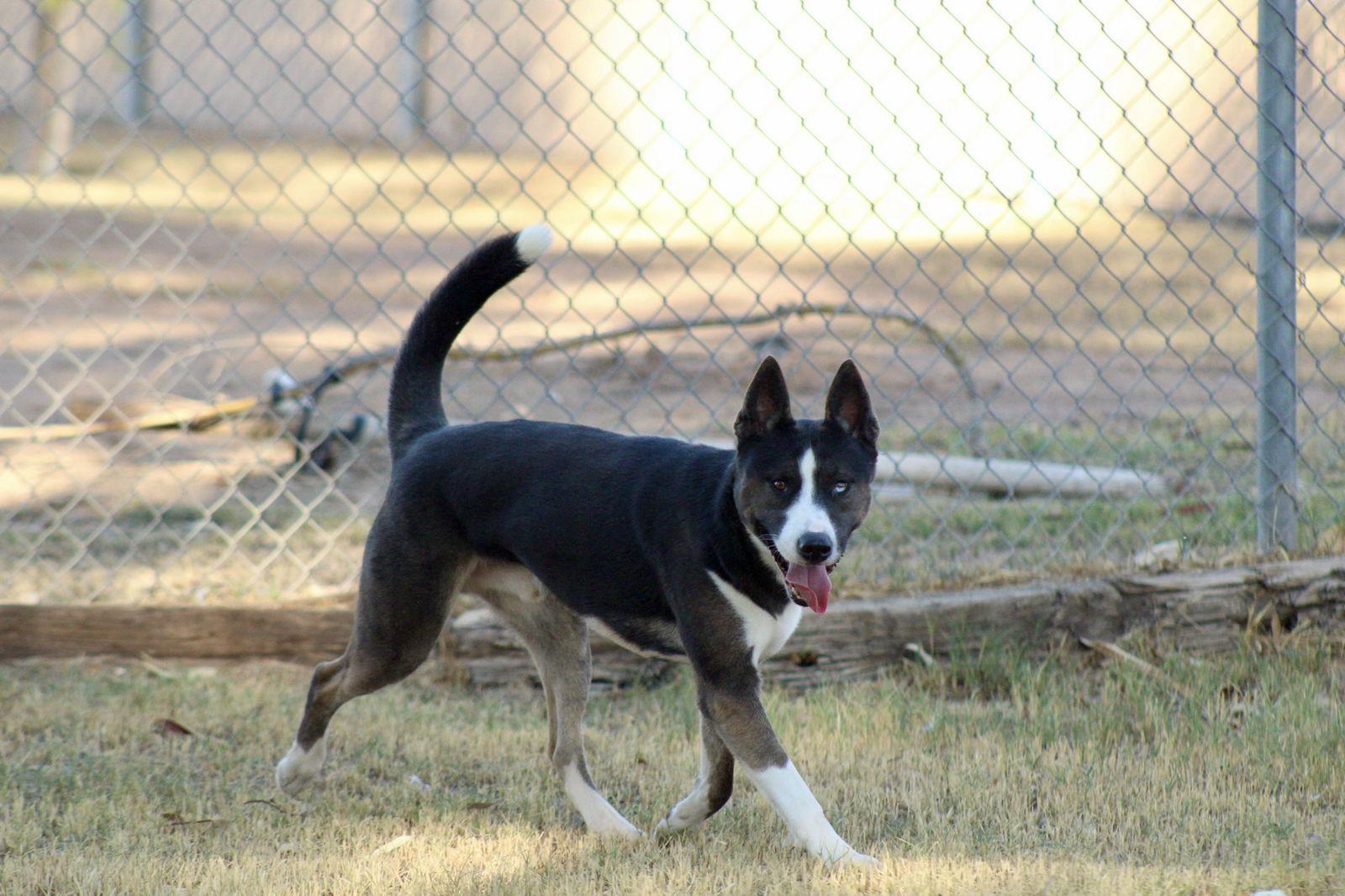 Enlarge Monty, a Adoptable Husky in El Centro, CA image 1/3