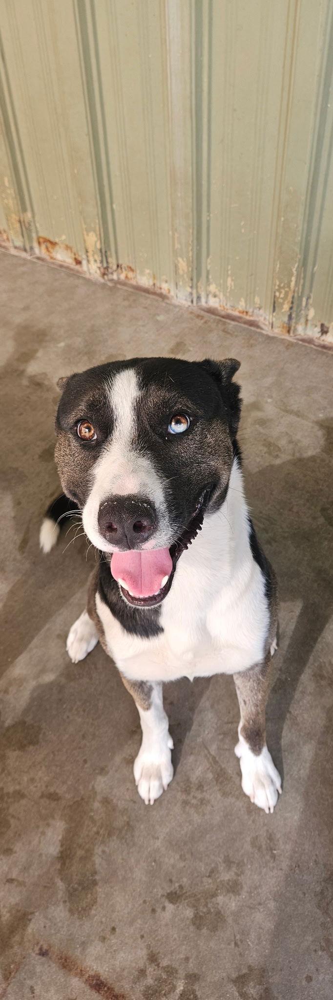 Enlarge Monty, a Adoptable Husky in El Centro, CA image 2/3