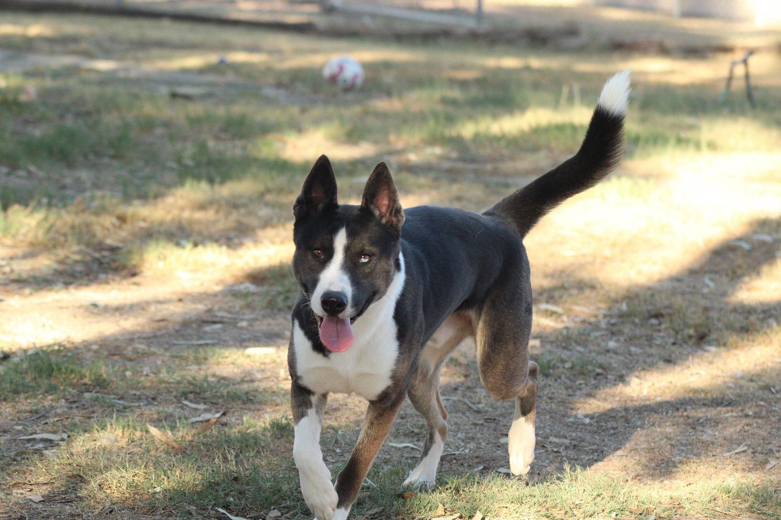 Enlarge Monty, a Adoptable Husky in El Centro, CA image 3/3