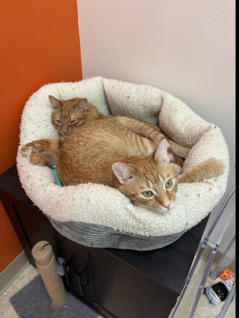 Enlarge Cheese, a ADOPTABLE Domestic Medium Hair in The Colony, TX image 4/4