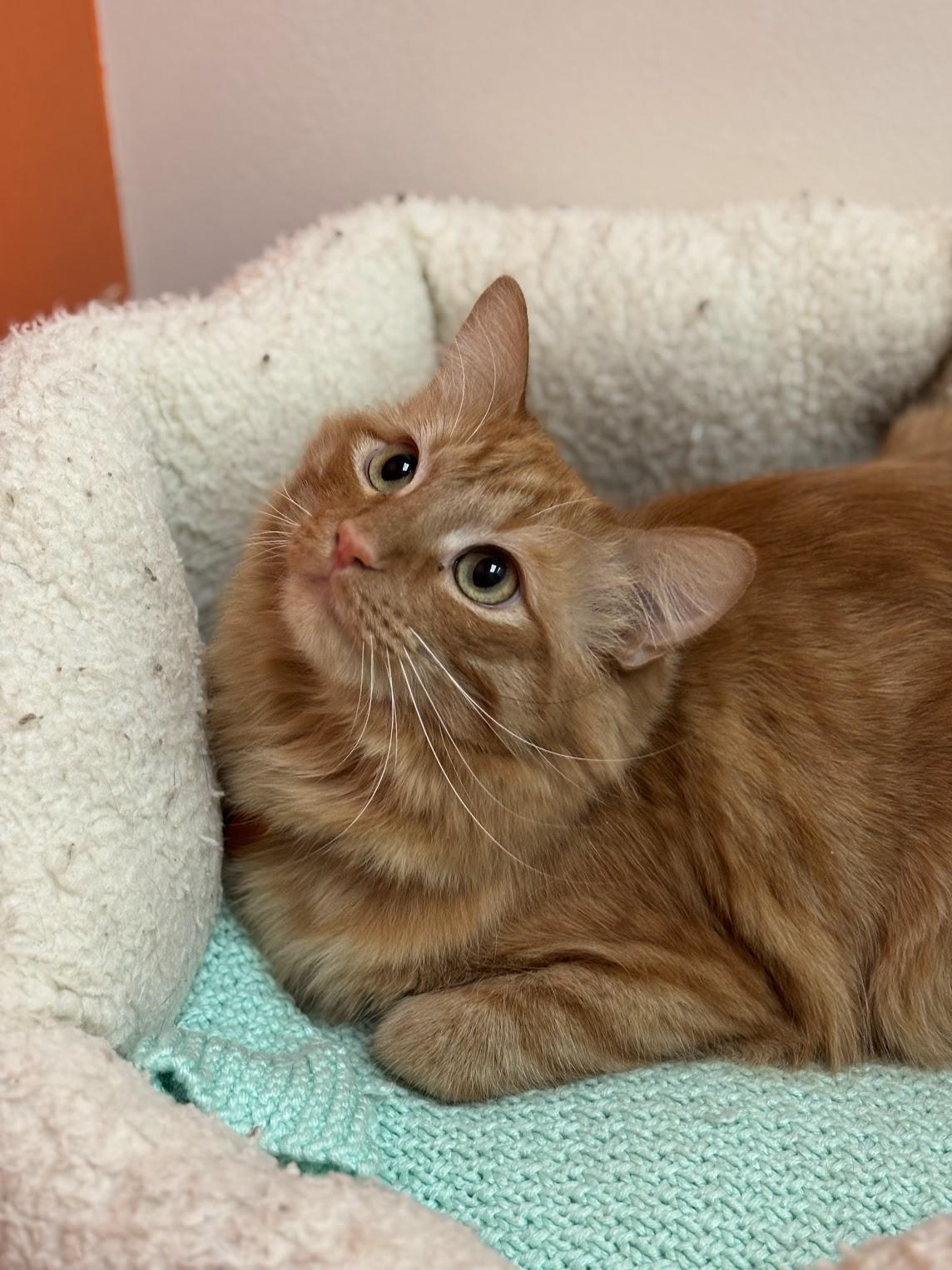 Enlarge Cheese, a ADOPTABLE Domestic Medium Hair in The Colony, TX image 2/4