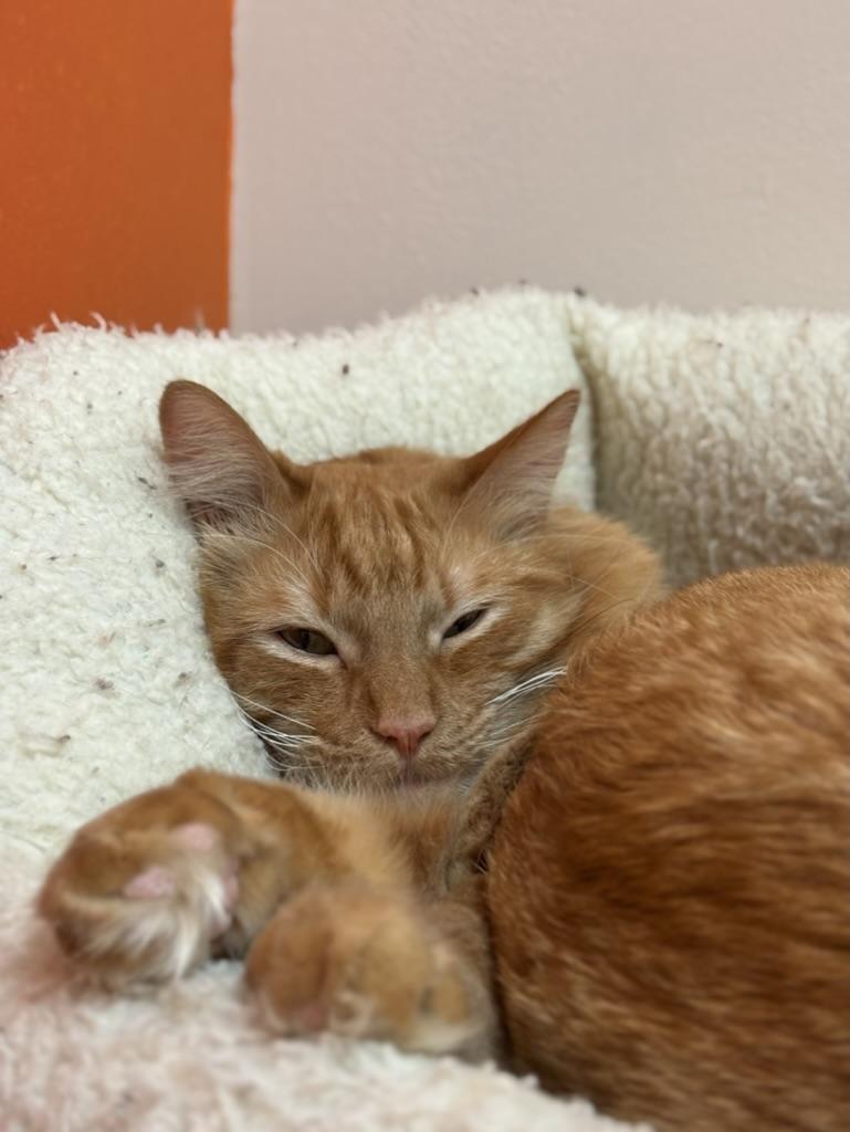 Enlarge Cheese, a ADOPTABLE Domestic Medium Hair in The Colony, TX image 3/4