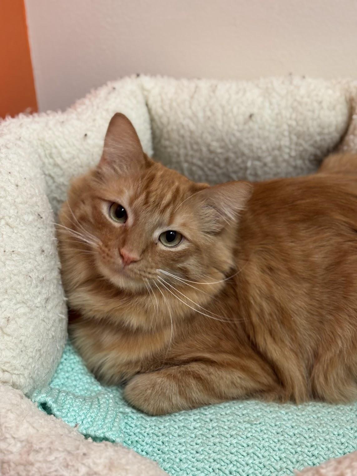 Enlarge Cheese, a ADOPTABLE Domestic Medium Hair in The Colony, TX image 1/4