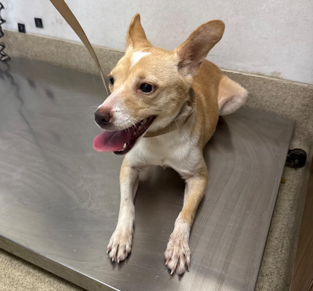 Brenda, Adoptable, Young Female Chihuahua & Border Terrier.