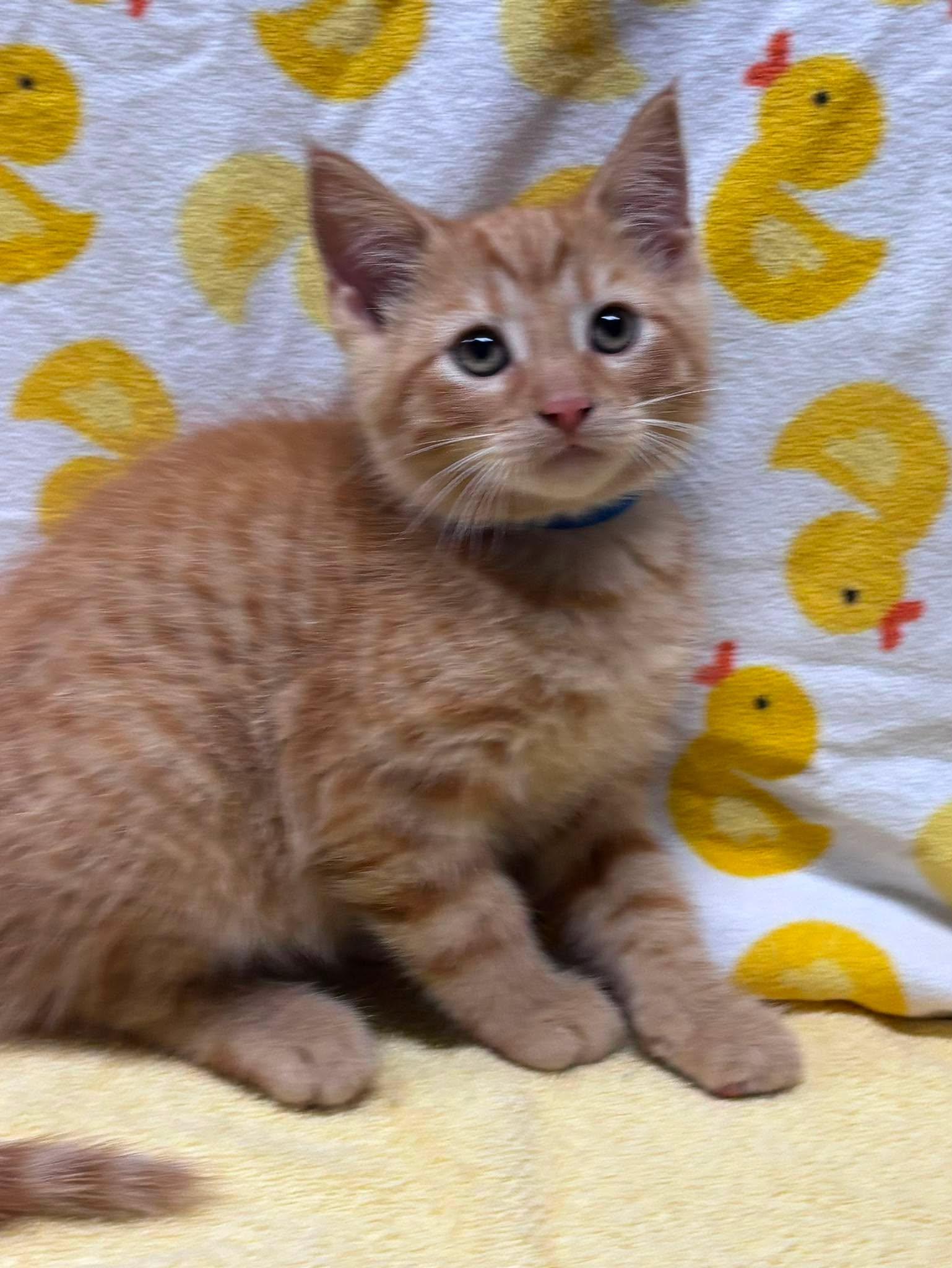 SILVIO, a Adoptable Domestic Short Hair in Tillsonburg, ON image 2/5