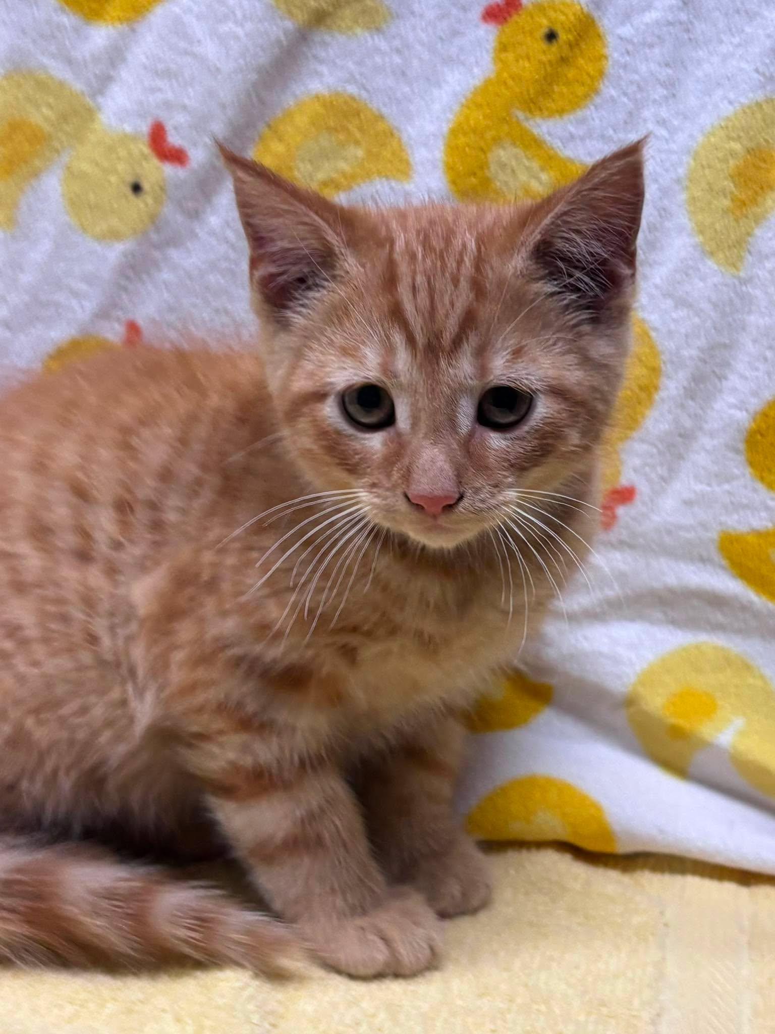 SILVIO, a Adoptable Domestic Short Hair in Tillsonburg, ON image 4/5