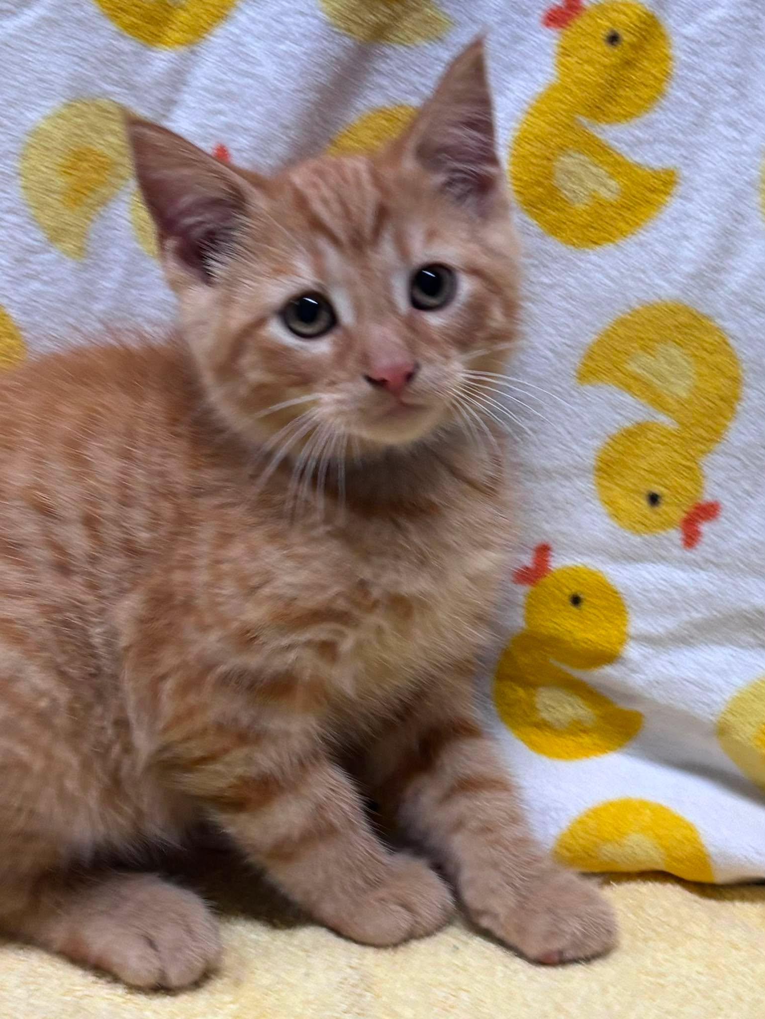 SILVIO, a Adoptable Domestic Short Hair in Tillsonburg, ON image 3/5