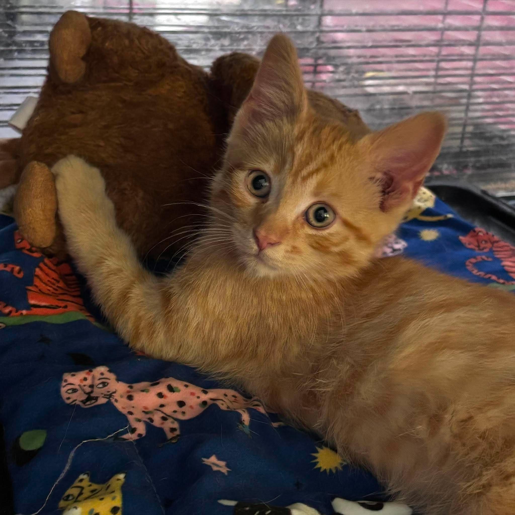 SILVIO, a Adoptable Domestic Short Hair in Tillsonburg, ON image 1/5