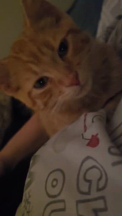Enlarge SILVIO, a Adoptable Domestic Short Hair in Tillsonburg, ON video 5/5