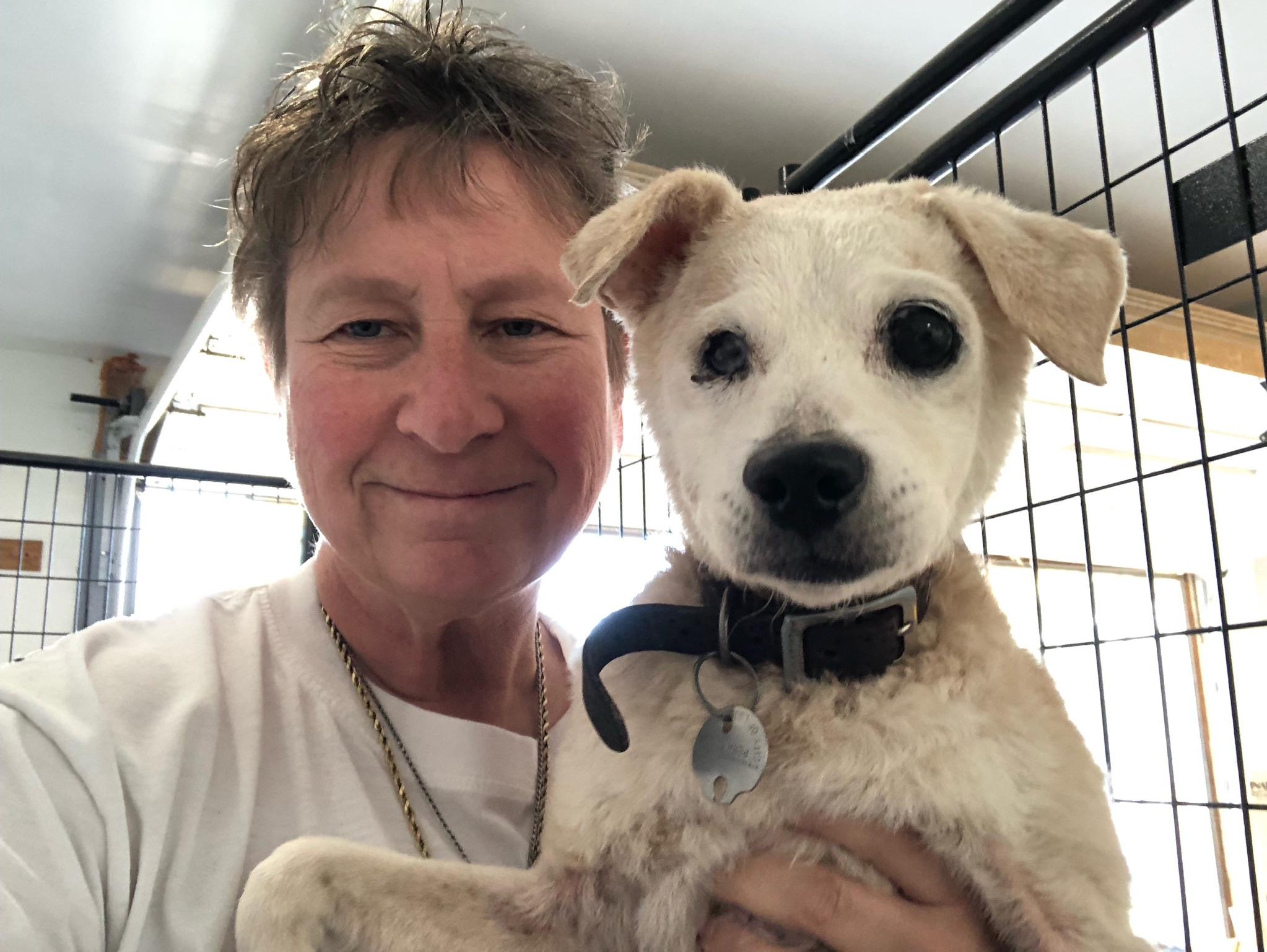 Jack 2, Adoptable, Senior Male Jack Russell Terrier & Rat Terrier.