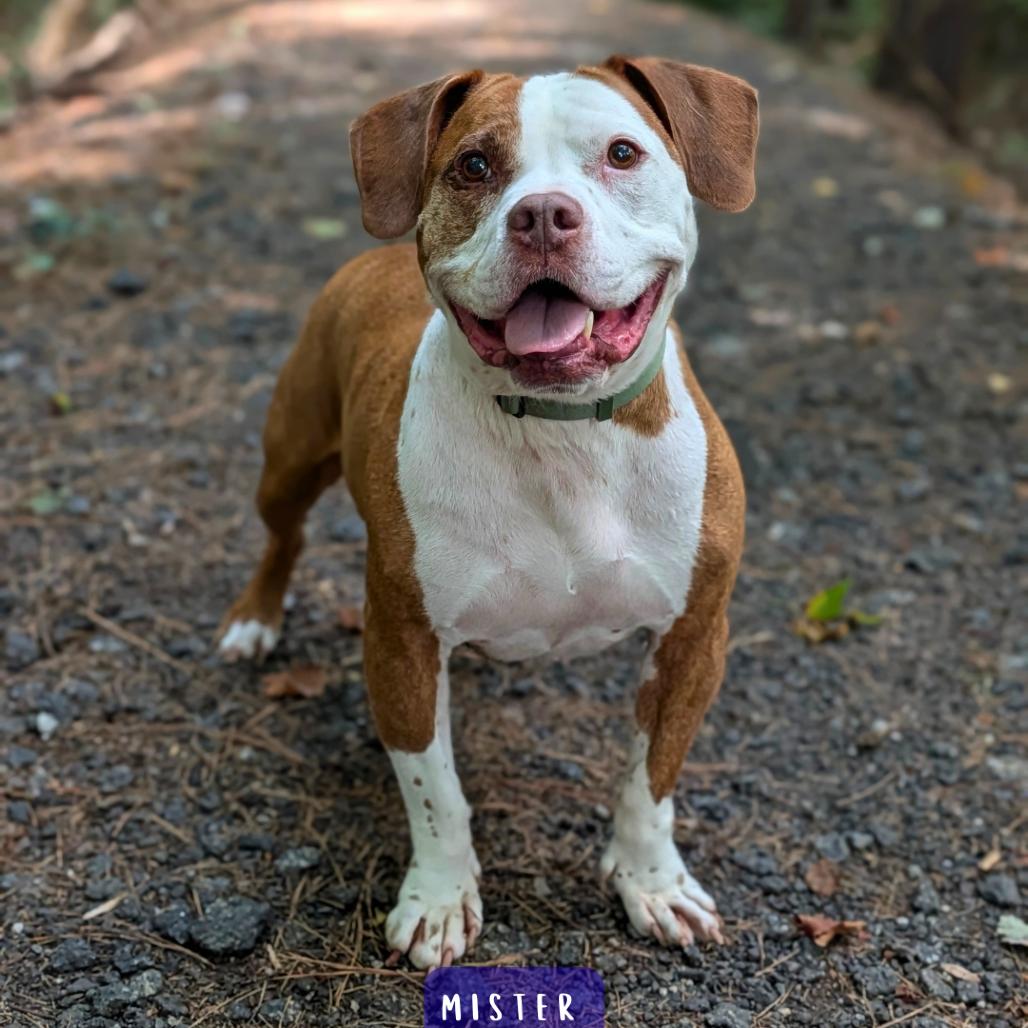 Enlarge Mister 01-2854, a Adoptable mixed breed in Tyrone, GA image 1/6