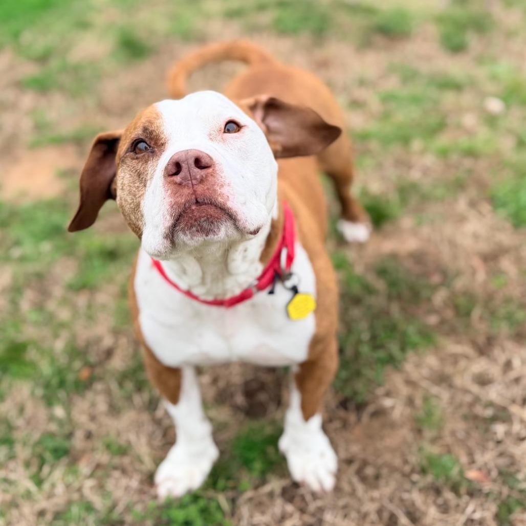 Enlarge Mister 01-2854, a Adoptable mixed breed in Tyrone, GA image 1/6