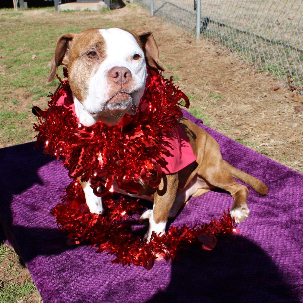 Mister 01-2854, Adoptable, Senior Male Basset Hound & Staffordshire Bull Terrier.