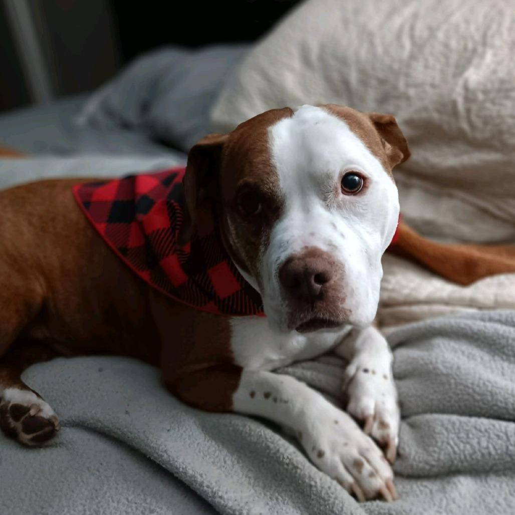 Enlarge Mister 01-2854, a Adoptable mixed breed in Tyrone, GA image 1/6
