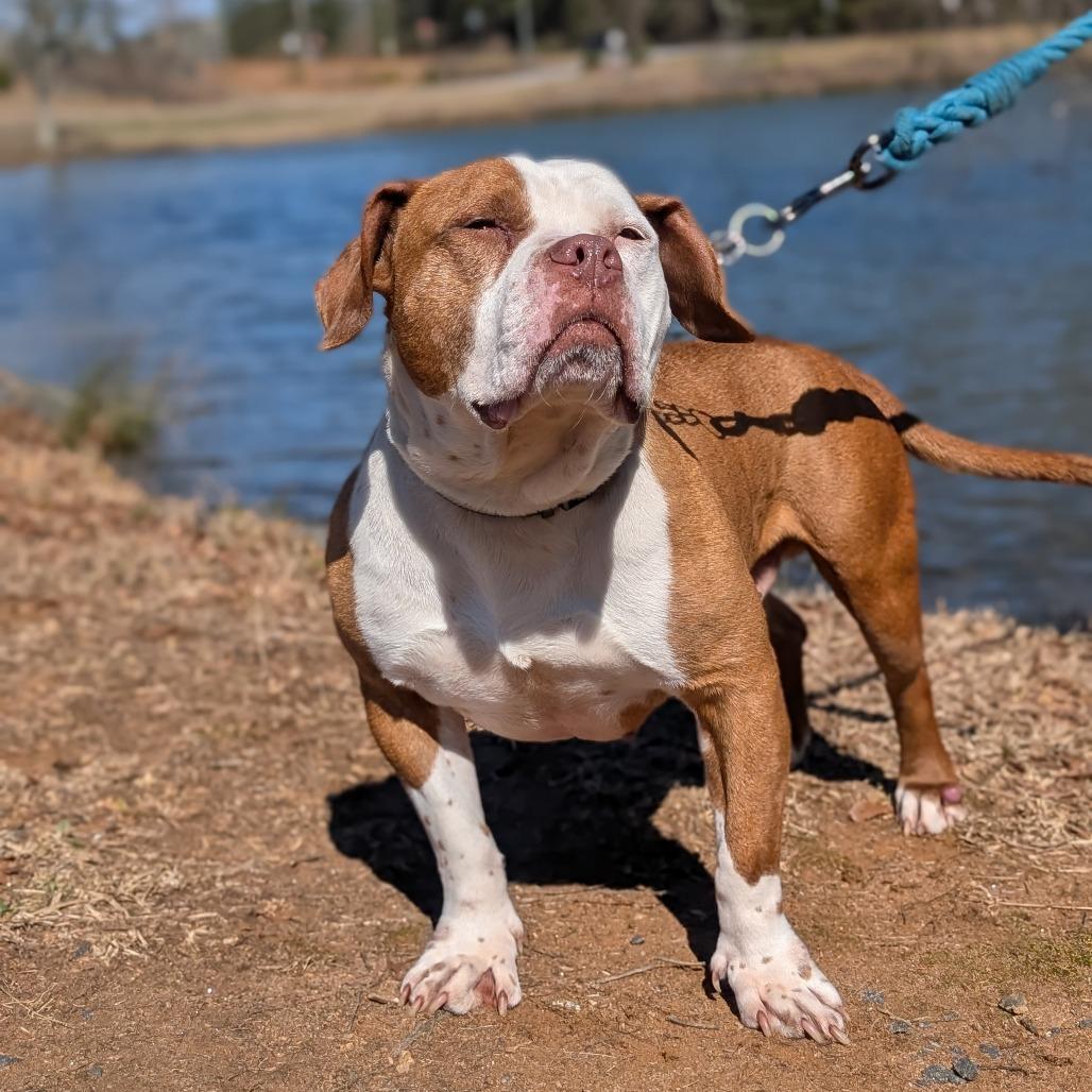 Enlarge Mister 01-2854, a Adoptable mixed breed in Tyrone, GA image 2/6