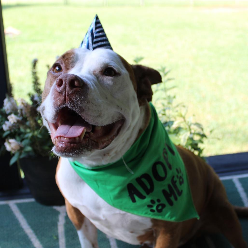 Enlarge Mister 01-2854, a Adoptable mixed breed in Tyrone, GA image 3/6