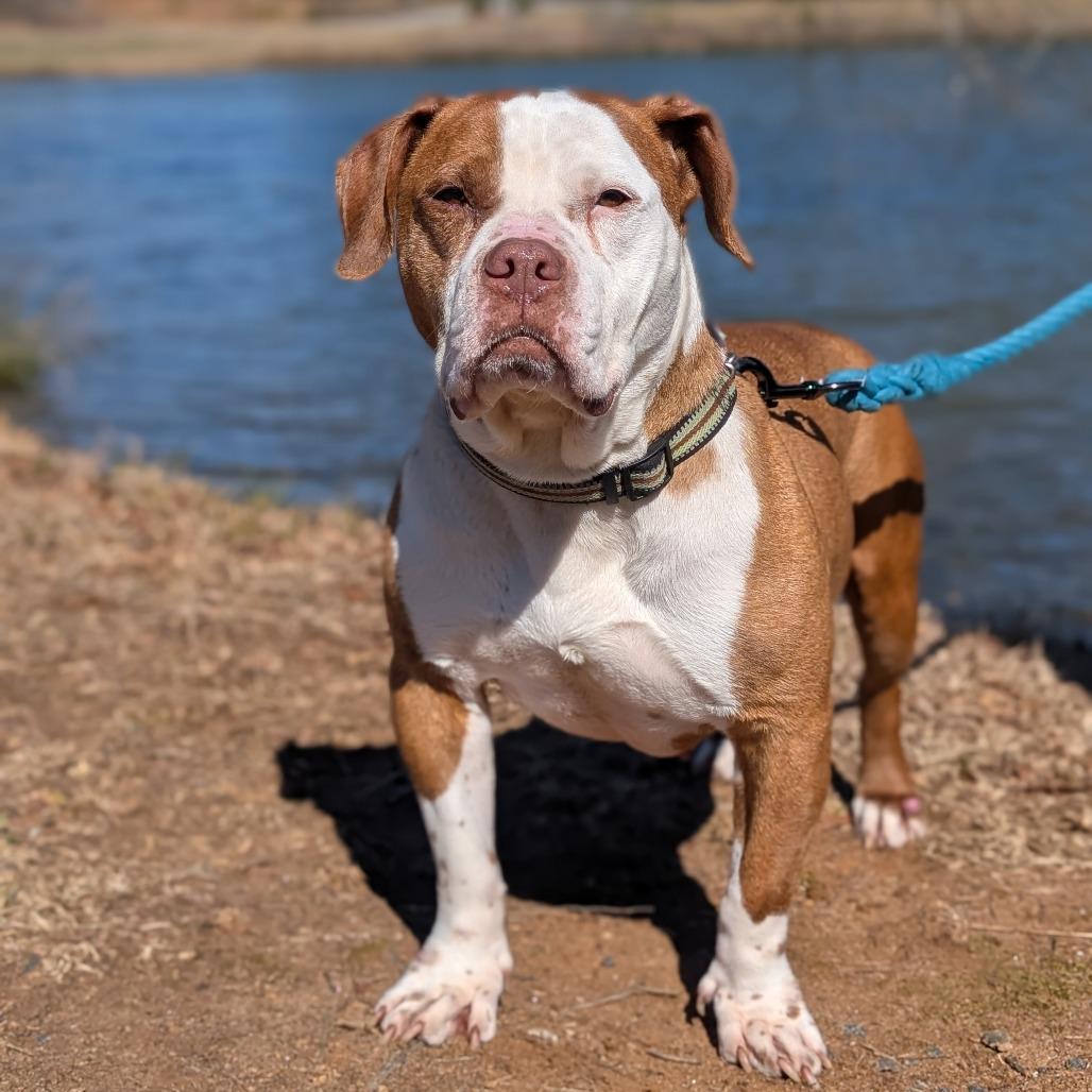 Enlarge Mister 01-2854, a Adoptable mixed breed in Tyrone, GA image 4/6