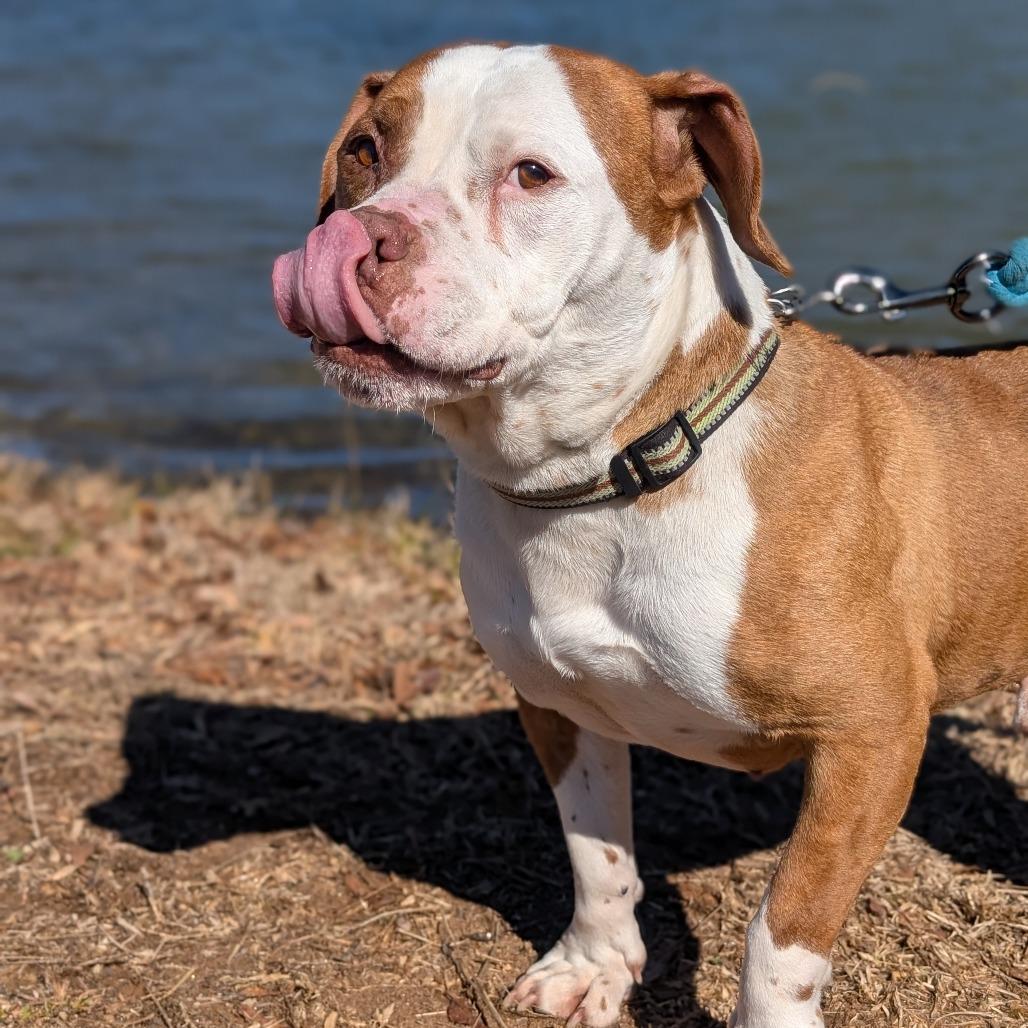 Enlarge Mister 01-2854, a Adoptable mixed breed in Tyrone, GA image 5/6