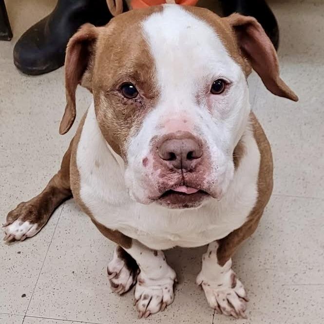 Enlarge Mister 01-2854, a Adoptable mixed breed in Tyrone, GA image 6/6