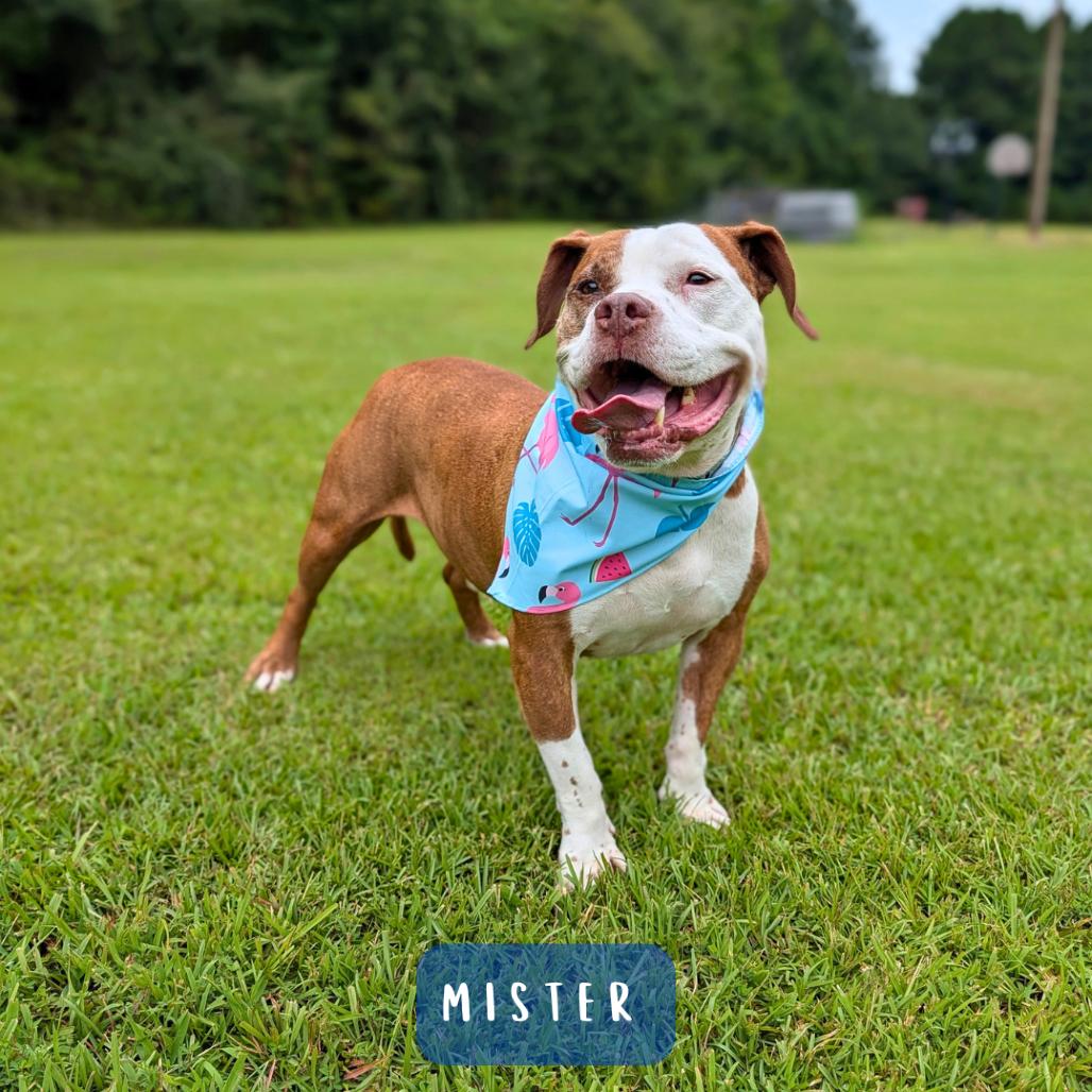 Mister 01-2854, a Adoptable mixed breed in Tyrone, GA image 6/6