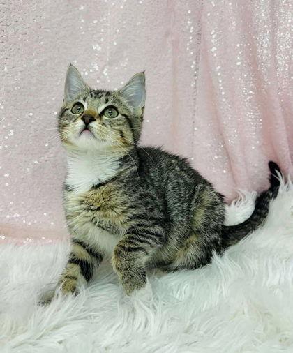 Enlarge Jade, a Adopted Domestic Short Hair in Clarkesville, GA image 1/1